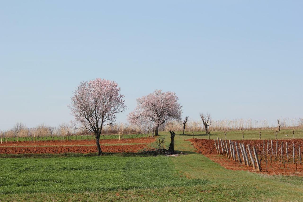 Tenuta Paljari Vizinada ภายนอก รูปภาพ